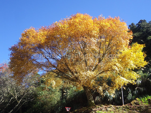 Alishan maple autumn foliage