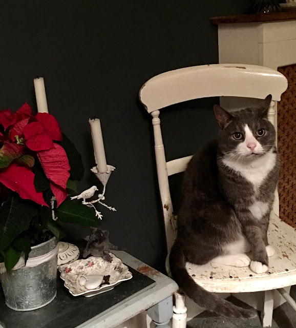 cat on vintage chair