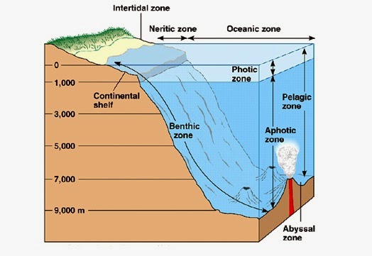 Jenis Jenis Ekosistem Info Pendidikan dan Biologi