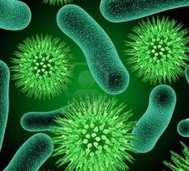 Pengertian Bakteri  dan Jenis jenis Bakteri  Pengertian Ahli