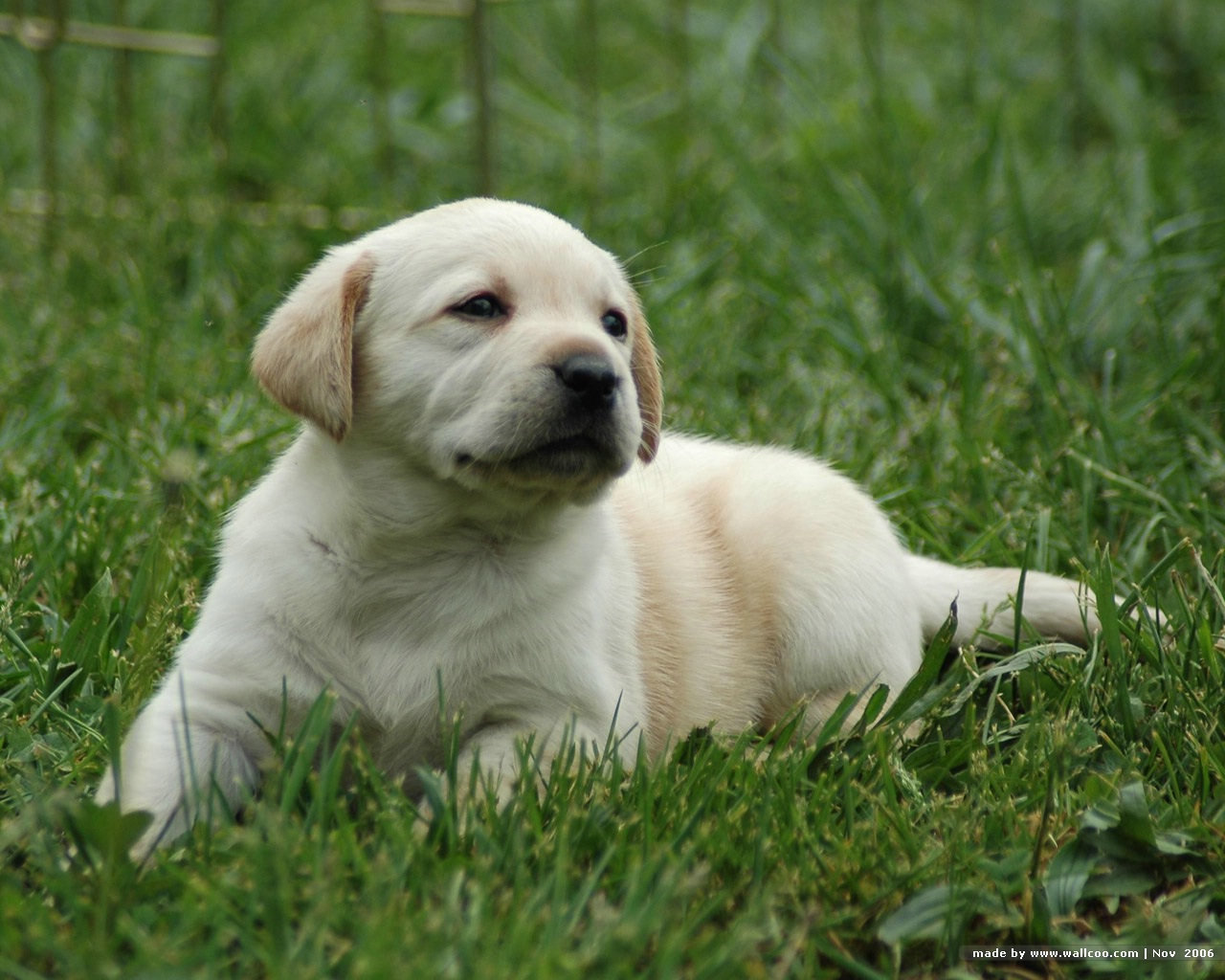 Cute Puppy Dogs: White Labrador Retriever Puppies