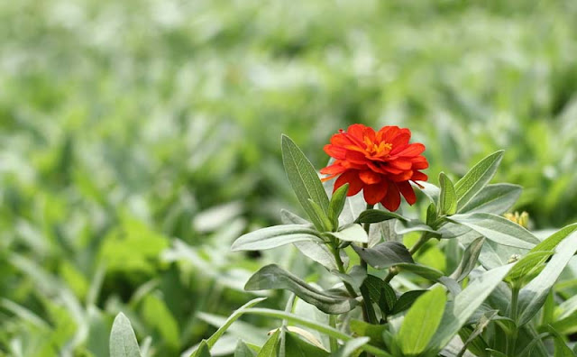 Narrow-Leaf Zinnia Flowers