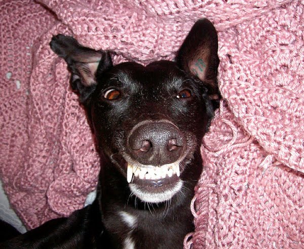 26 pictures of awkward dog smiles