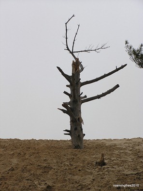 missing limb