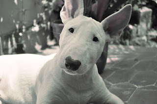 white Bull terrier dog is sitting in a house