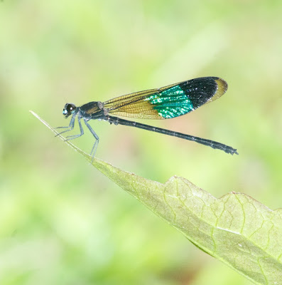 Euphaea subcostalis