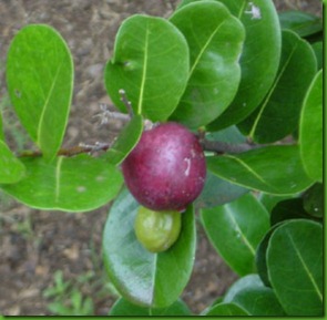 Chrysobalanus_icaco RED