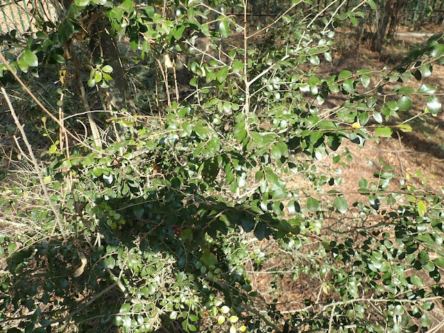 Diospyros nummularia