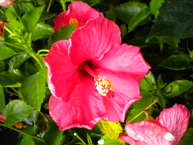  pokok  pokok Bunga Raya  Hibiscus Tropical Hawaii