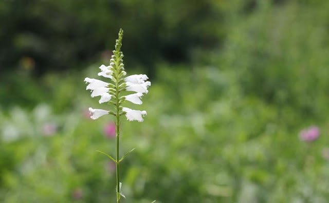 Physostegia Virginiana Flowers Pictures