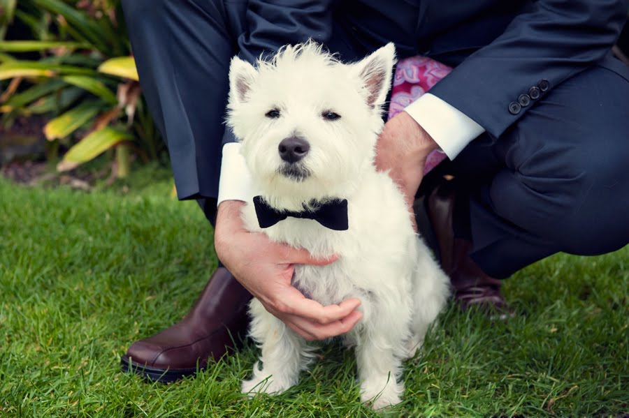  resistDon't forget to include your family pet in the wedding ceremony