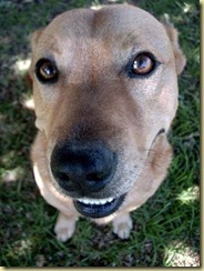 dog2