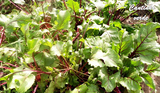 Sementeira e Cultivo da beterraba vermelha