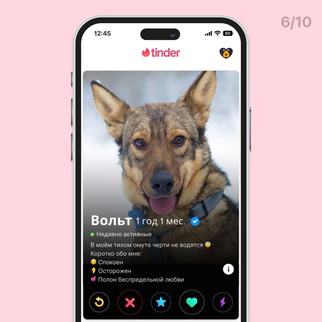 Мы решили представить, как бы выглядели профили собак из нашего приюта в Тиндере 🤭 | Приют Щербинка для бездомных животных (собак), Бутово, Москва, ЮЗАО