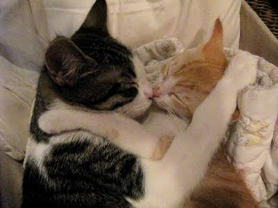 Cute cats kissing picture