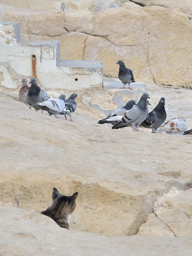 Malta: een vissersdorpje vol met katten