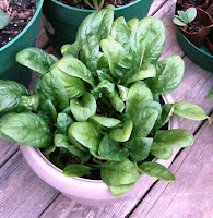 Spinach in Container Gardening