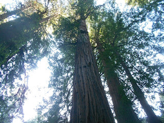 coastal redwood trees