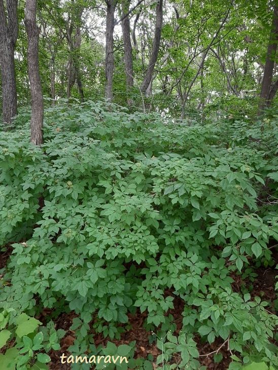 Элеутерококк колючий / Свободноягодник колючий (Eleutherococcus senticosus)