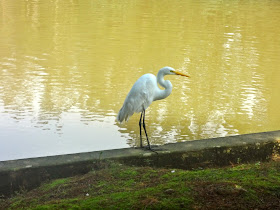 Horto Florestal de São Paulo ou Parque Estadual Albert Löfgren