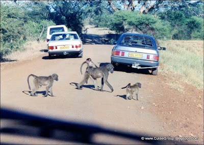 African Safari