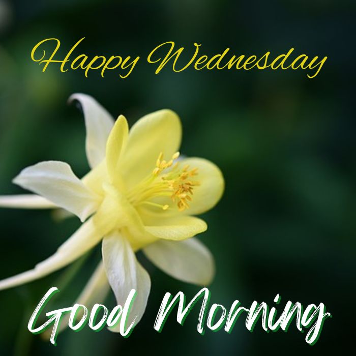 Good Morning Wednesday Images Flowers