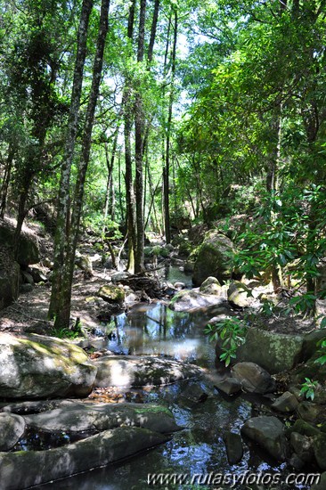 En el corazón del bosque III