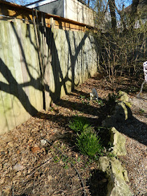 Parkdale Spring Garden Cleanup Before by Paul Jung Gardening Services a Toronto Gardening Company