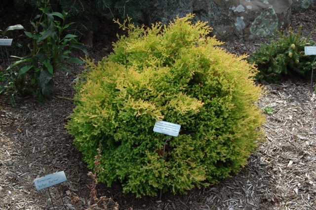 Arborvitae Thuja T. Occidentalis2