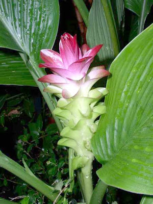 Curcuma Flowers on Curcuma Flower