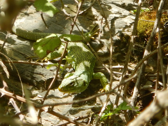 Lagarto ocelado (Timon lepidus)