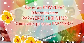 Que es una PAPAYERA? Diferencias entre PAPAYERA y CHIRIMIAS? Como saber que es una PAPAYERA? Buscar Significado