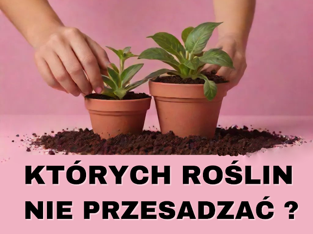 Po co przesadzamy rośliny domowe przesadzanie rośłin