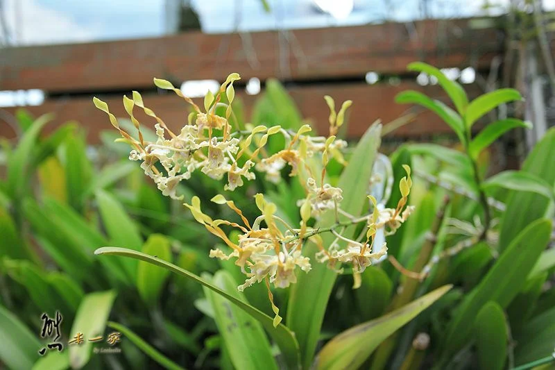 蘭科植物園|珍奇蘭種保育區｜台南山上景點