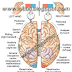 Our   mind is very complicated with so many neuron of brain parts. We have two part of our brain they are 1) Right side part 2) Left side part.