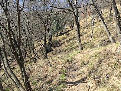 Easy trail through wooded areas that are periodically cut (referred to as ceduo).