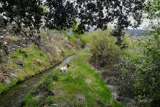 Acequia Alcázar, Jérez del Marquesado