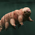 Toughest Animal - Tardigrades