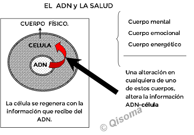 el-adn-y-la-salud