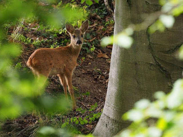 Ein Reh steht im Wald und schaut den Fotografen an.