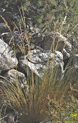 pastizales de la cordillera