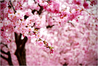 Sakura Flowers Picture