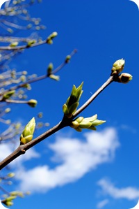 trädgården 28 april 2012 022