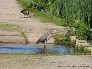 Great Blue Heron