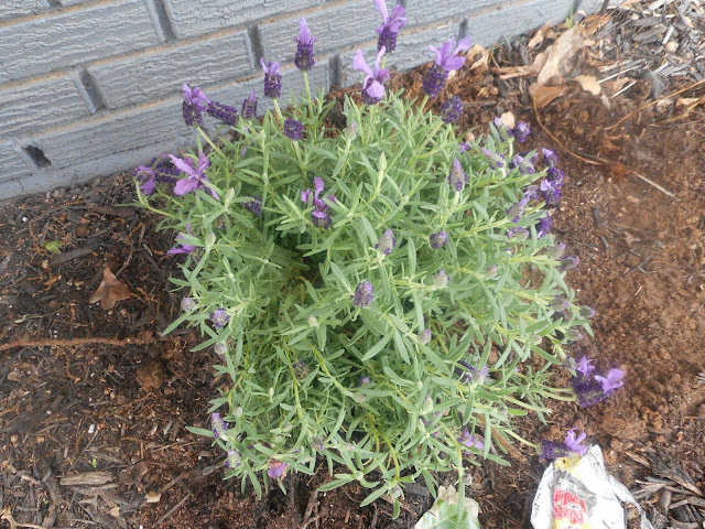 Our Spanish Lavender plant, front yard