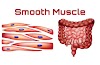 Smooth Muscle and Fitness: Understanding the Role of Smooth Muscles in Physical Well-being by QasimandFitness