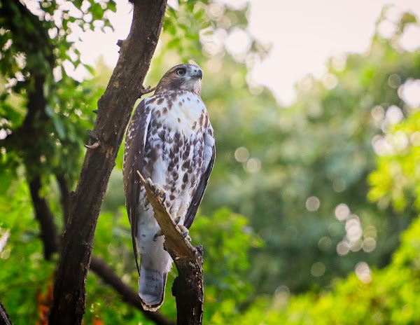 Tompkins Square red-tailed hawk fledgling