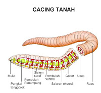 Antibiotik Kencing Nanah yang Ampuh di Apotek