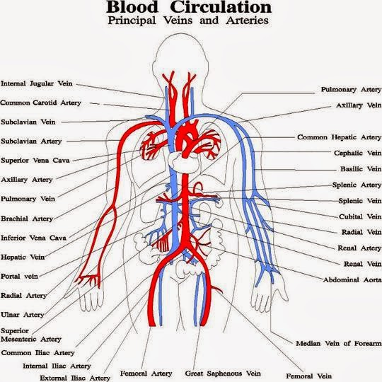 Sams Blog: Circulatory system
