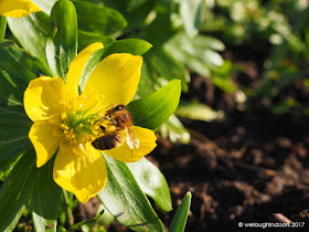 Honeybee on Aconite Flower by We Laugh Indoors